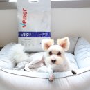 순수 동물병원 네이버블로그