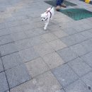 광주닭집 이미지