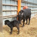 슈퍼염소농장 이미지