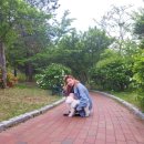 가장아름답개 이미지