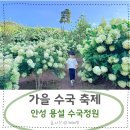용설 | 안성 용설 수국축제 무료개방 가을 꽃구경 가볼만한곳