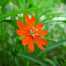 6월 7일의 꽃은 '동자꽃 (Orange campion)' 이미지