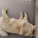 콜렌육십도 이미지