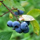 Re:블루베리 (blueberry/Vaccinium)재배법 이미지