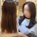 월드애견미용실 | 창원상남동미용실 디헤이브에서 모카브라운 창원머리잘하는곳 톤다운후기