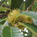 상수리공원 이미지