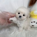 오래드림