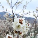 매화랜드 이미지