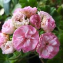 오늘도 예쁘다 이미지