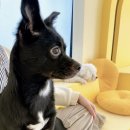 단짝멍몽 이미지