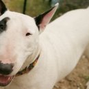 영비디오 이미지