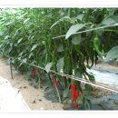 용화농장 이미지