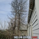 구암동455 | 대전 벌목업체 나무 가지치기 전지작업