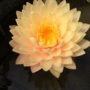 블러싱 브라이드 수련-Blushing Bride Water Lily-Nymphaea Blushing Bride-내한성 수련 이미지