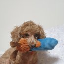 참좋은동물병원(출장진료전문 동물병원) | 효천지구동물병원 추천 노령견 쿠싱증후군 원인 치료