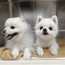 본 동물 건강검진영상센터 이미지