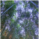 섬진강대나무숲길 이미지