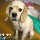코카 이미지