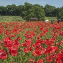 공항농장 이미지