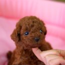 푸들푸들 이미지