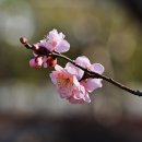 봄의기운 이미지