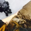 현동물병원 이미지