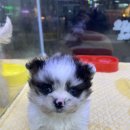 펫앤펫 인천점 강아지분양의 모든것 | 부평 강아지분양 예쁜아이들은 다 여기로 모여요 !! 펫앤펫으로 오세요~!