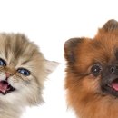 엔케어동물의료센터 이미지