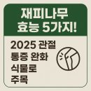 재피나무 효능 5가지! 2025 관절 통증 완화 식물로 주목
