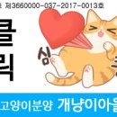 심쿵냥고양이분양