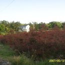 마로니에 펜션 이미지