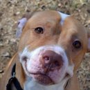 웃는강아지 이미지