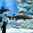 아쿠아리움 이미지