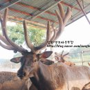 성환엘크사슴농장 이미지