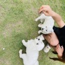 피플앤독느티캠핑장 | 애견동반캠핑장으로 여러번 방문한 예산 피플앤독힐링캠프 단골이 되어버렸다