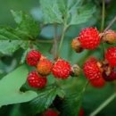 여름 산의 보약 한첩 산딸기(꽃말)효능 포기나누기로 번식 하는법 이미지