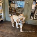 마리(MARI) | [경대병원역 카페 추천] 분위기 좋은 디저트 카페 '카페 마리(Cafe Mari)' 후기