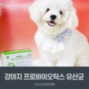 설사하는 반려견에게 프리미엄 응가아저씨 강아지 프로바이오스틱 1루 1포 후기