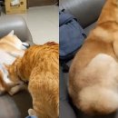 젤리도그 이미지