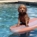 댕버랜드 이미지