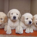 쇼독(Show dog) 이미지