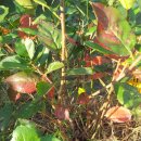 왕산농장 이미지