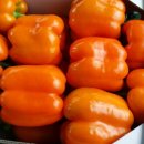 주황농장 이미지