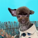 멍블리즈 이미지