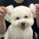 배추야놀자 | 위례 애견동반 카페, 호텔과 돌봄이 가능한 배추야놀자