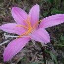 노을과포도향기 이미지