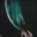 장어와미꾸라지 이미지