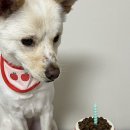 pet204고5712 | 인천강아지케이크 펫브로 부평애견수제간식 급여 솔직후기