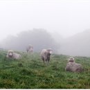 산새목장 이미지