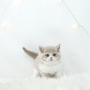 대구고양이분양 도로시펫 이미지